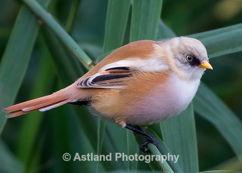 Astland Photography, Bird and Wildlife Images, Susan and Peter Wilson, U.K.