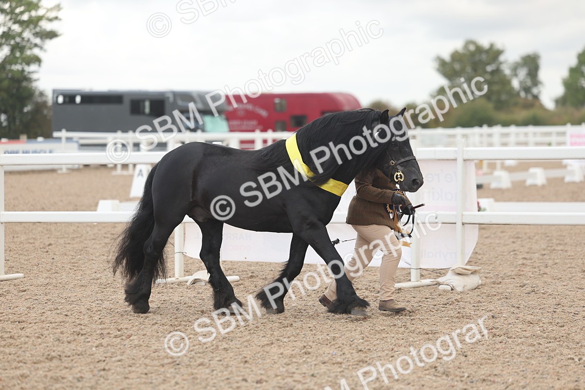 SBM_03309 - Class 16 - IH M&M Wildcard