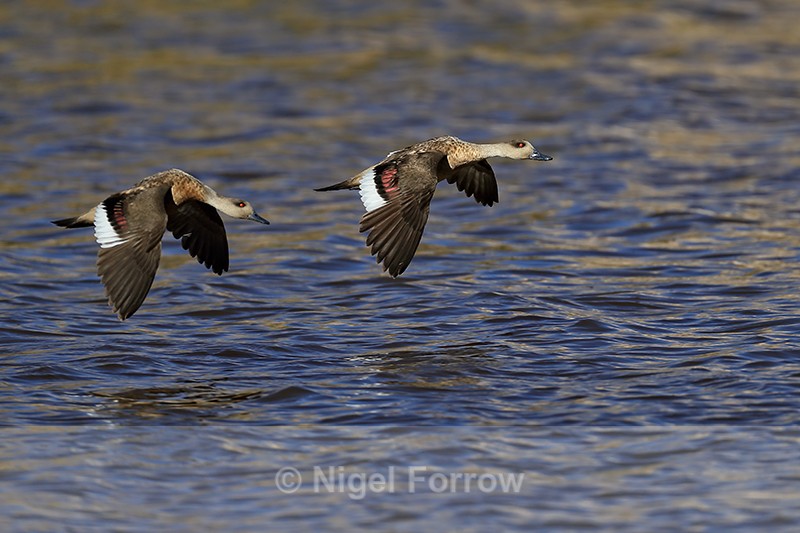 Crested Duck pair flying, Chile - Crested Duck