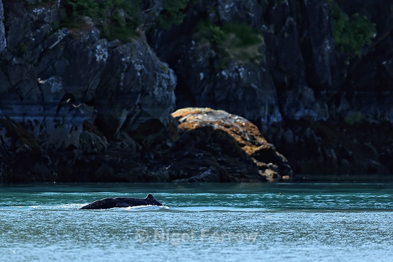 Humpback Whale at Point Doran, Prince William Sound, Alaska - Whale