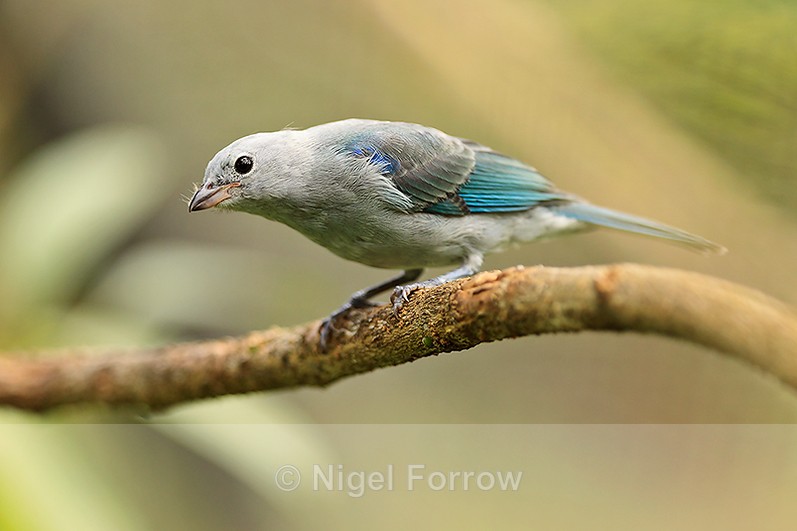 Blue-grey Tanager perched on a branch at La Paz Waterfall Gardens - Blue-grey Tanager