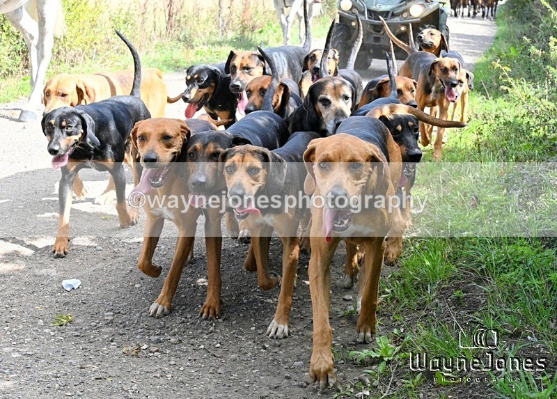 WJ7_0478 - Berks & Bucks - Hound Exercise – Kennels 06-09-26