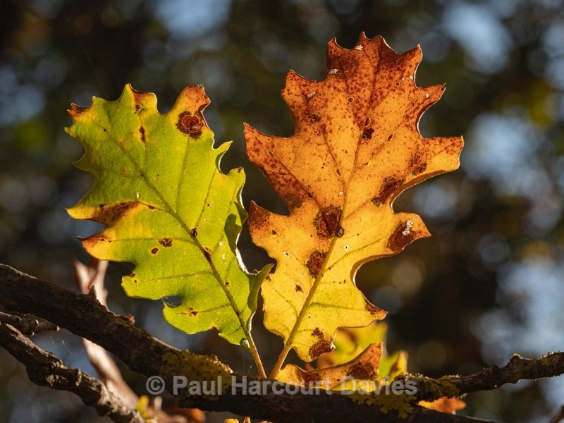 Downy oak (Quercus pubescens) - Autumn Colours 2020