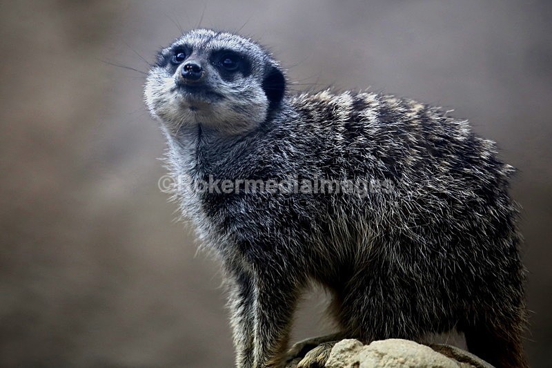  - Wildlife