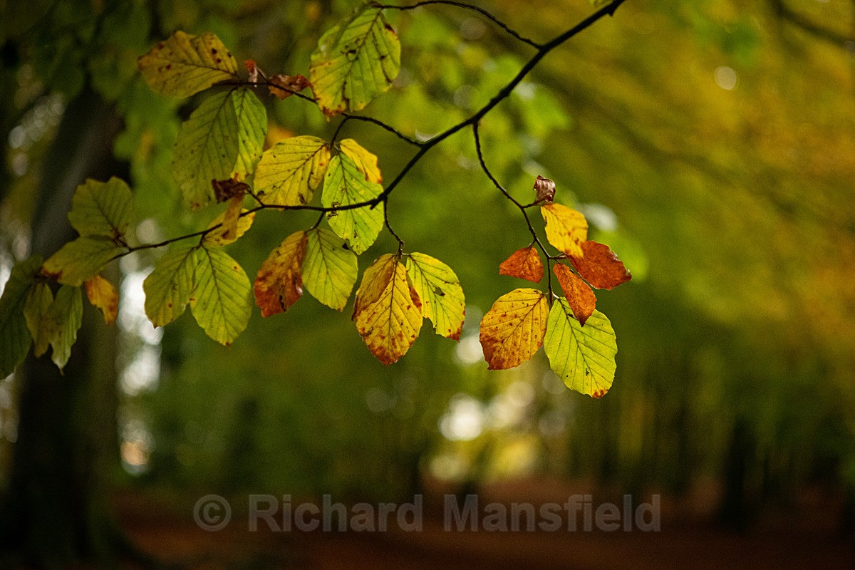  - Autumn