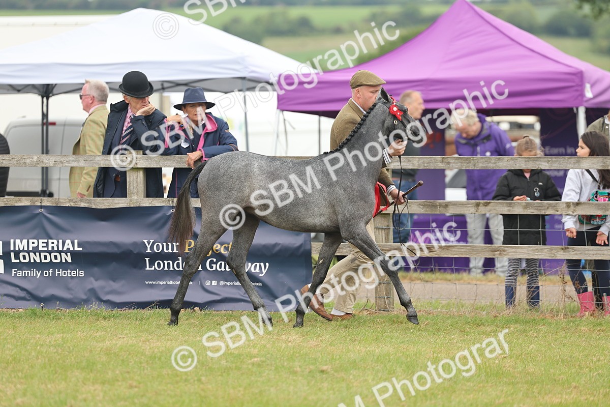 SBM_05384 - Class 68-73 - Riding Pony Breeding