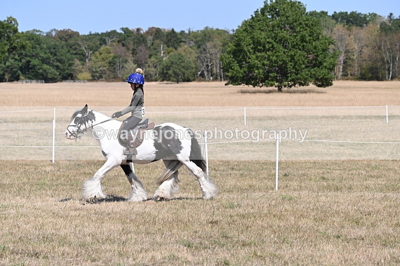 WJ6_8837 - Class 38 Ridden Riding Horse/Pony