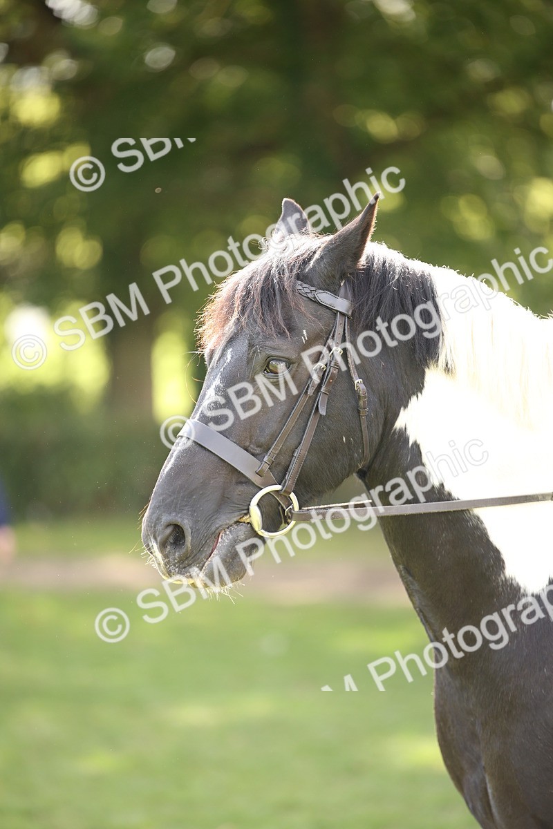 SBM_70130 - S65 - Piebald & Skewbald Horse Ridden