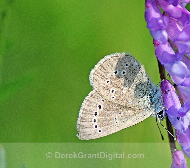 Silvery Blue - 1 - Butterflies & Moths of Atlantic Canada