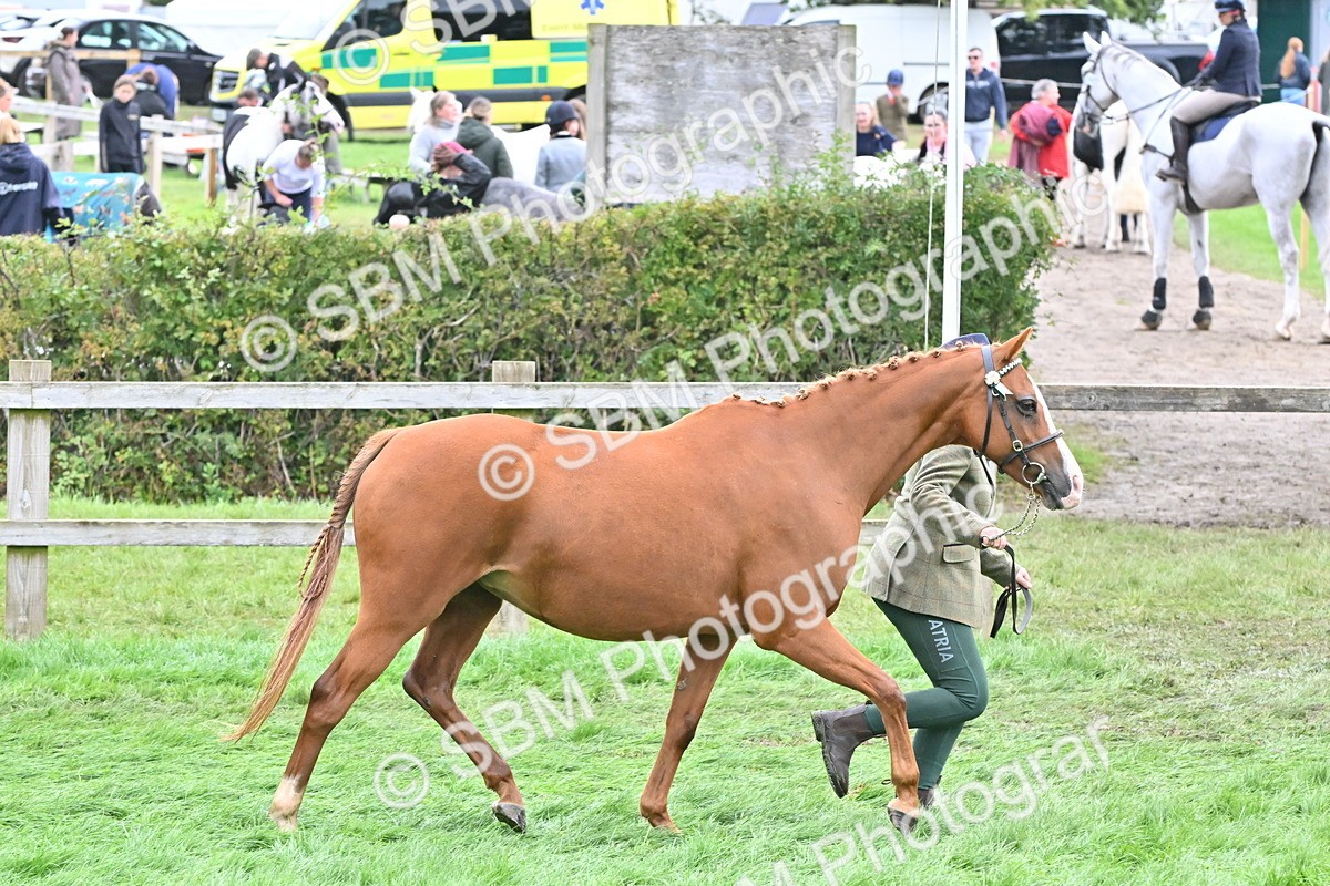 SBM_57559 - S46 - Part Bred Arab & Native Pony In Hand