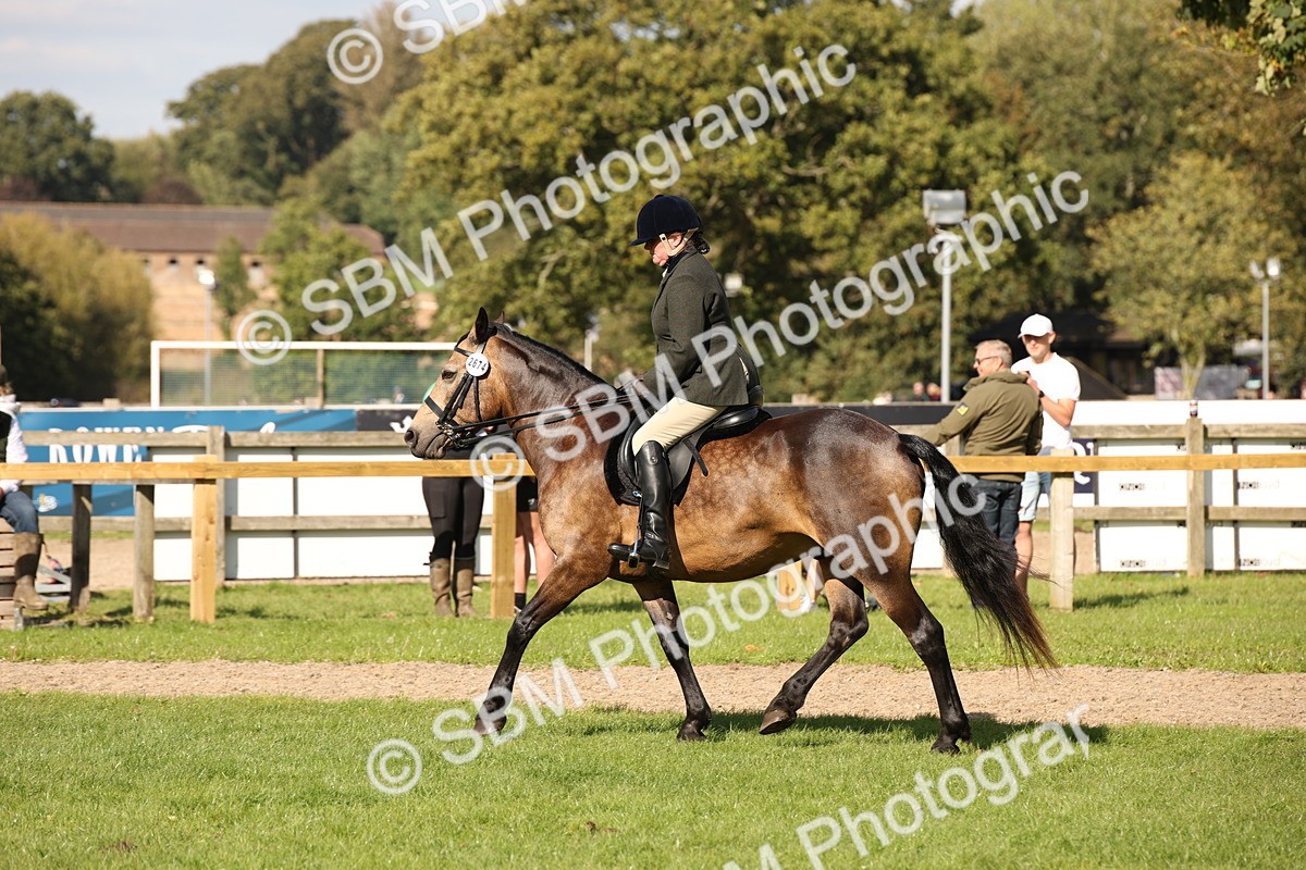 SBM_50077 - S26 - Young Veteran - Ridden