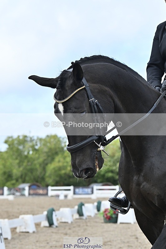 250907-161316-10479 - 123-Sam.YorkOakring.Santino