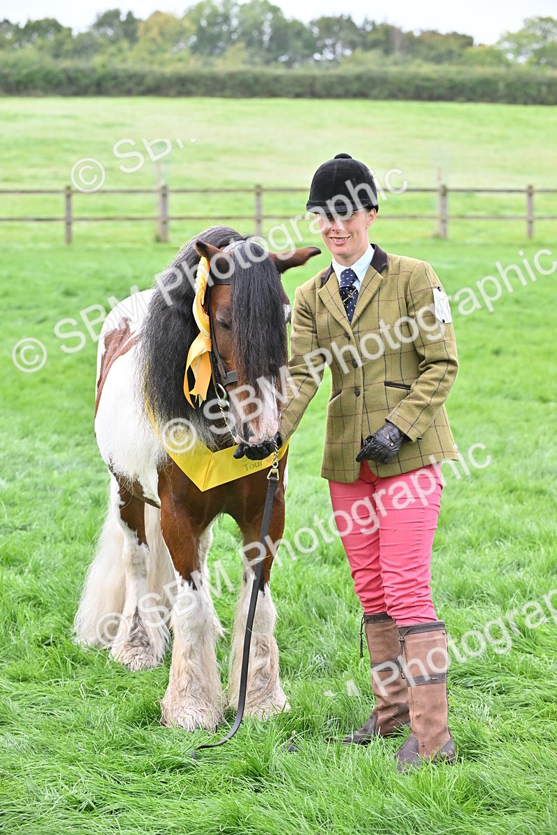 SBM_56969 - S45 - Coloured Pony In Hand