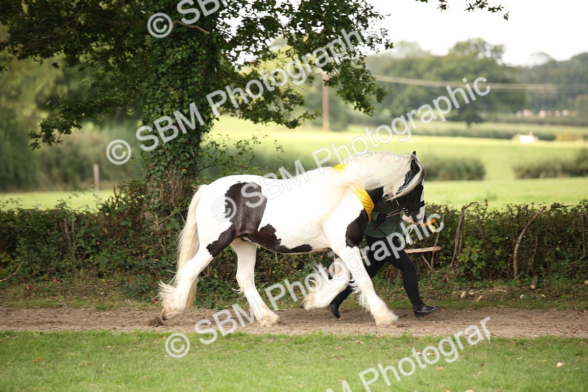 SBM_62941 - In Hand Horse Supreme Championship