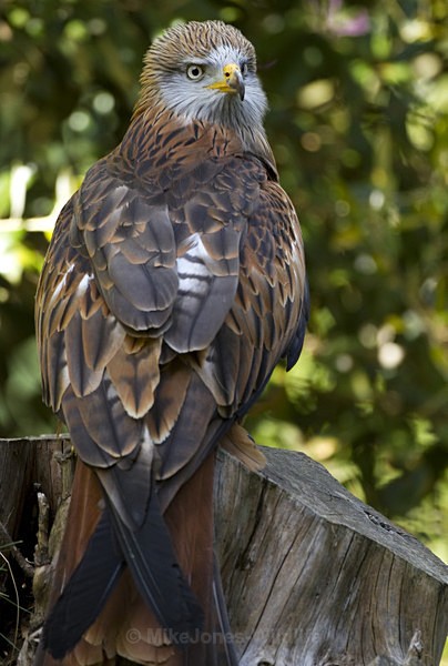 RED KITE 17 - RED KITES