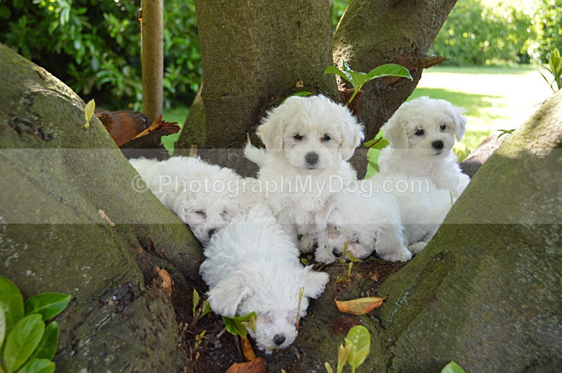  - Bichon Frises