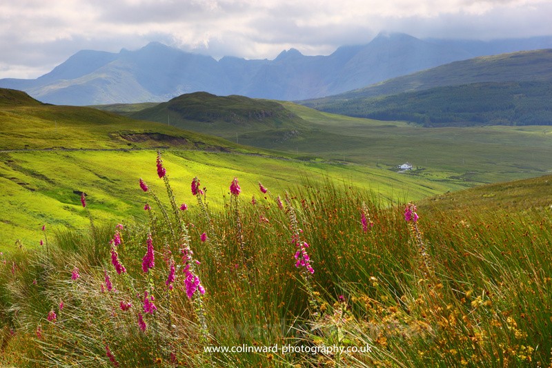 Foxgloves in Glen Eynort, Skye.       ref 6220 - Scotland