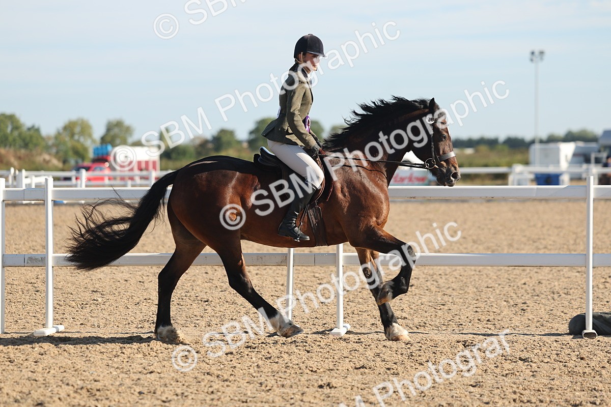 SBM_11155 - Class 302 - Ridden M&M Large Breeds