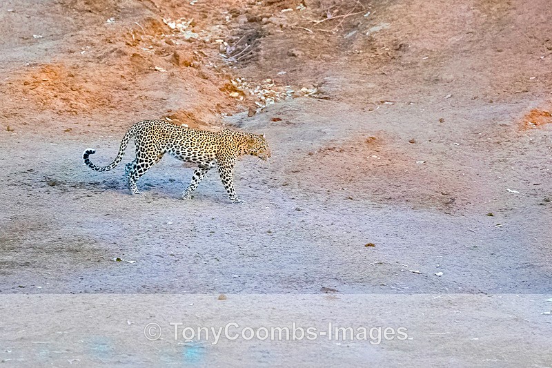 Leopard (f) - Mana Pools ~ The Mammals