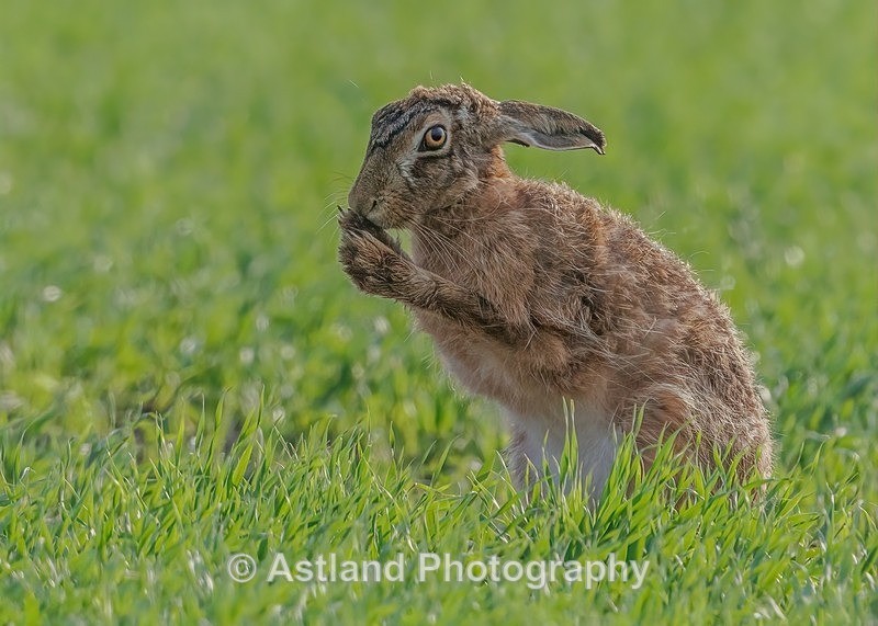 Brown Hare - Latest Images