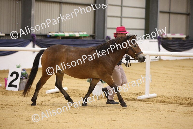 20260913-1020 - Class 109 - Bred On Exmoor In Hand