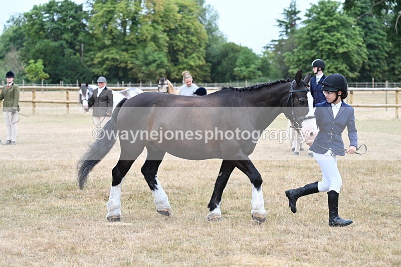 WJ7_9584 - Class 5 Most Handsome Gelding (up to 14.2hh)