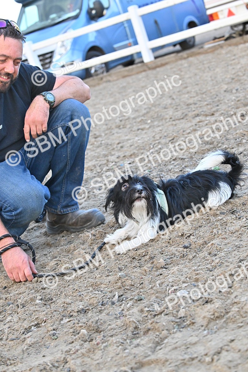 SBM_09589 - Lorry Dogs