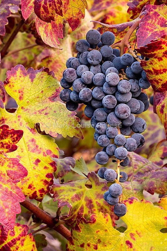 Vineyard Colors