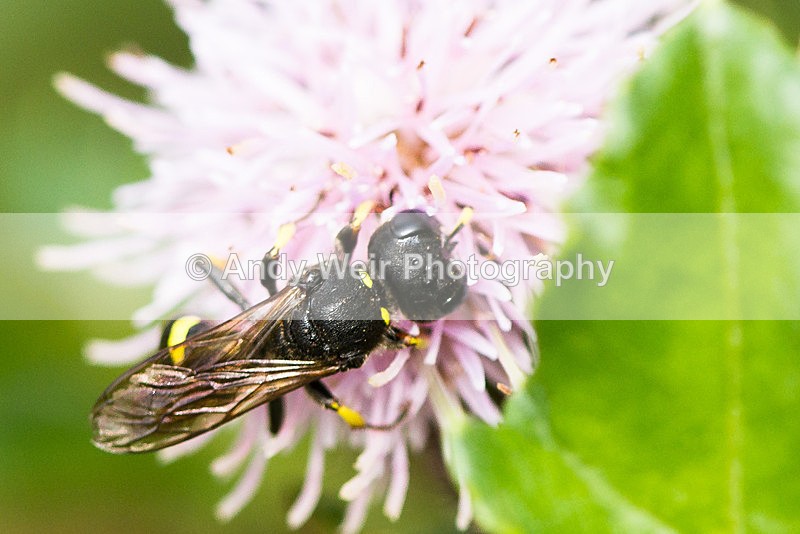 20130825-_MG_5401 - Insects