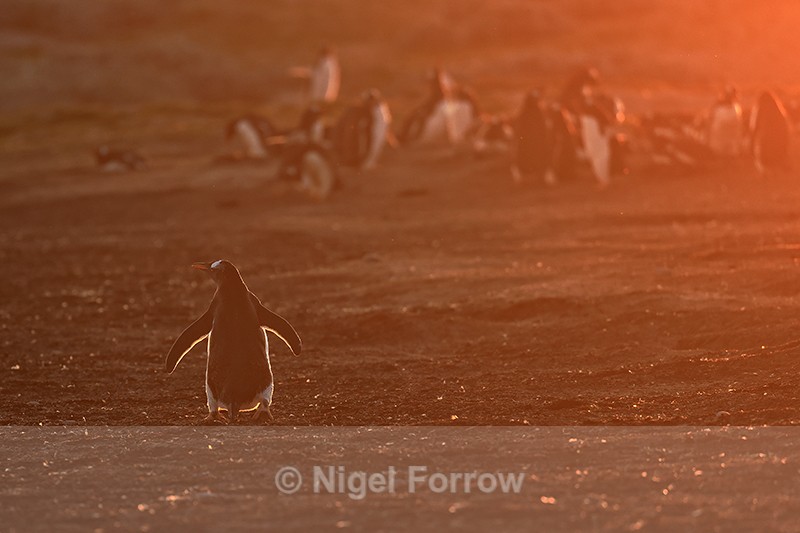 Gentoo Penguin & golden evening light, Sea Lion Island, Falklands - Gentoo Penguin