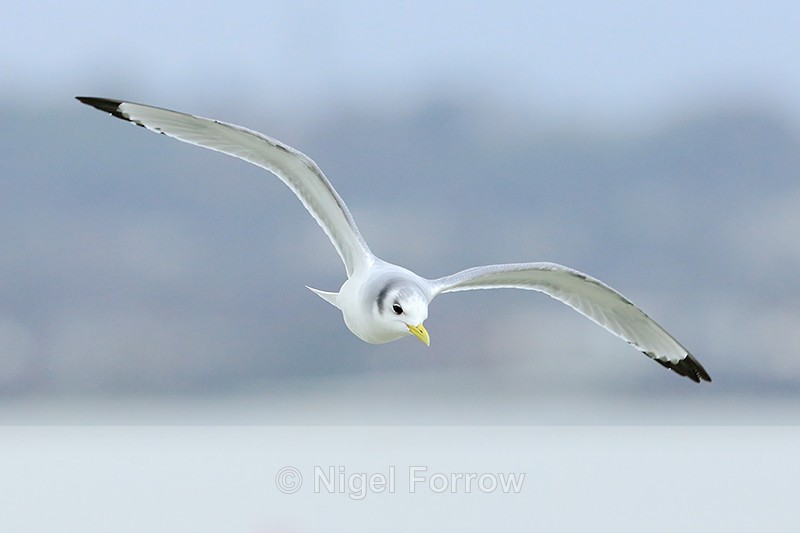 Kittiwake (winter plumage) in flight, Poole Harbour - Kittiwake