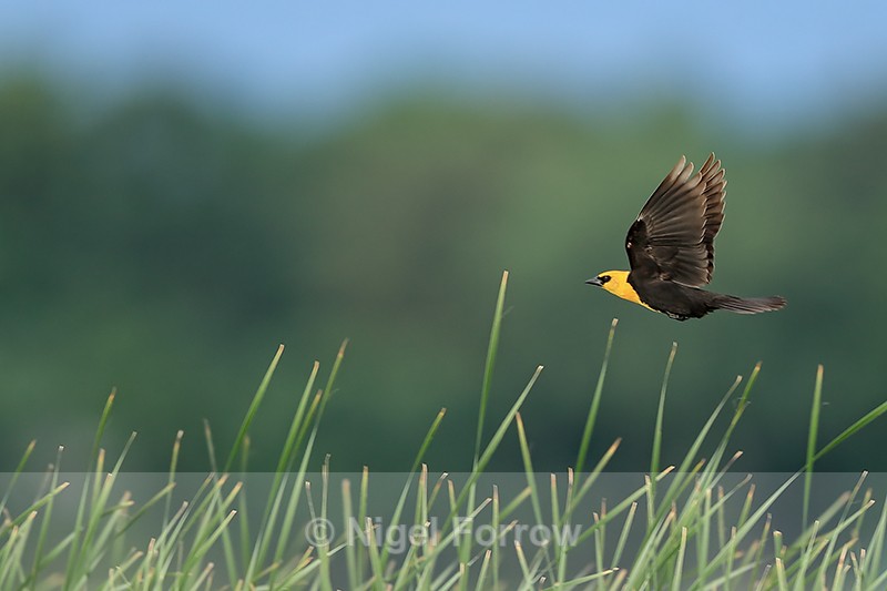 Yellow-headed Blackbird in flight over reeds, Minnesota - Yellow-headed Blackbird