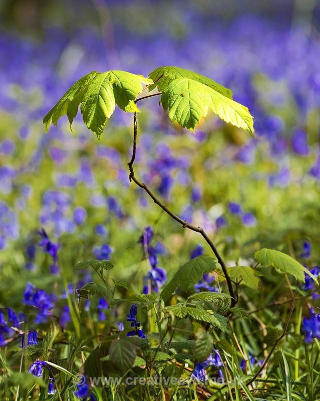 No 0107 Bluebells - Landscape