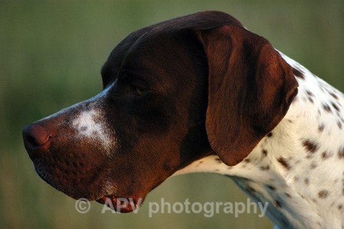 English Pointer. - Dogs'n'Cats