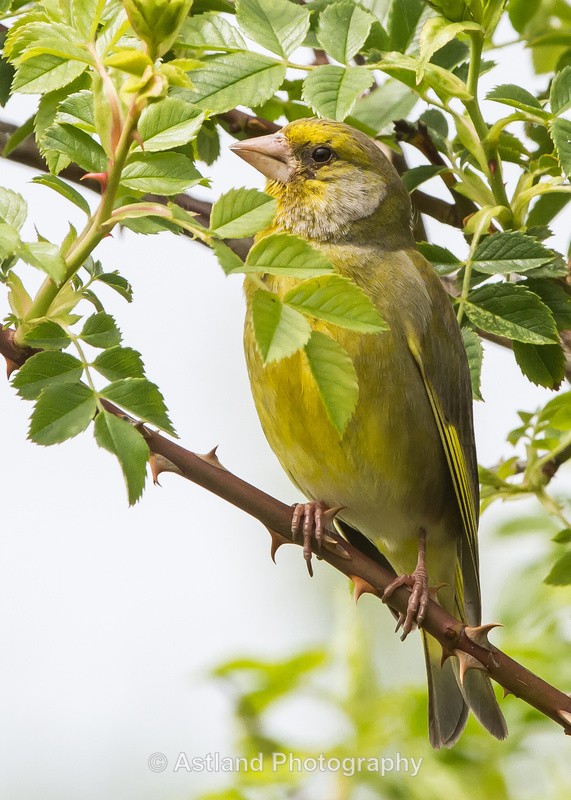 Astland Photography, Bird and Wildlife Images, Susan and Peter Wilson, U.K.