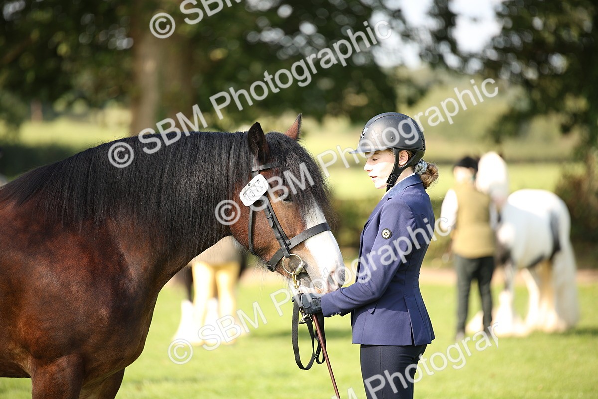 SBM_62242 - S55 - Traditional Cob In Hand