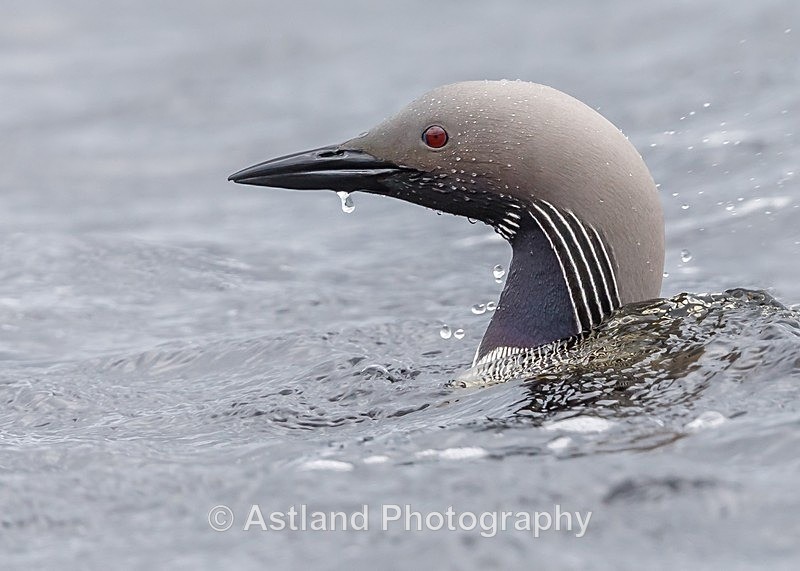 Astland Photography, Bird and Wildlife Images, Susan and Peter Wilson, U.K.