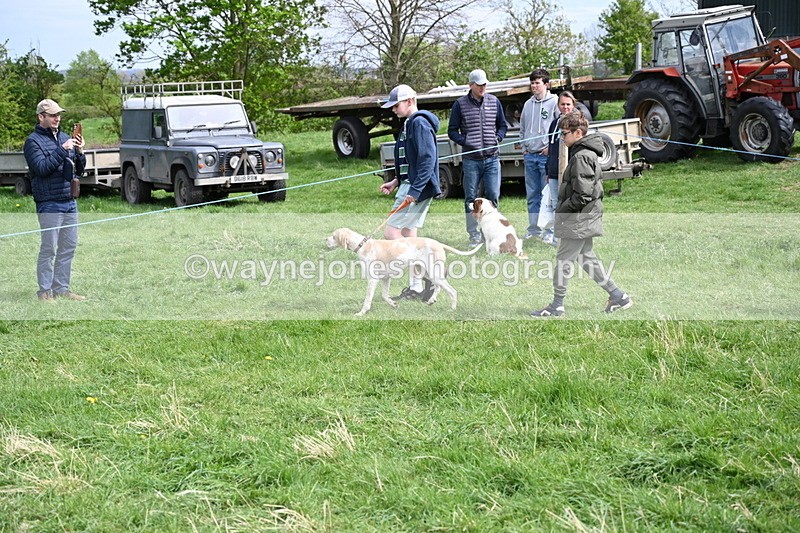 WJ6_8818 - Class 8 Best Working / Gun Dog or Bitch