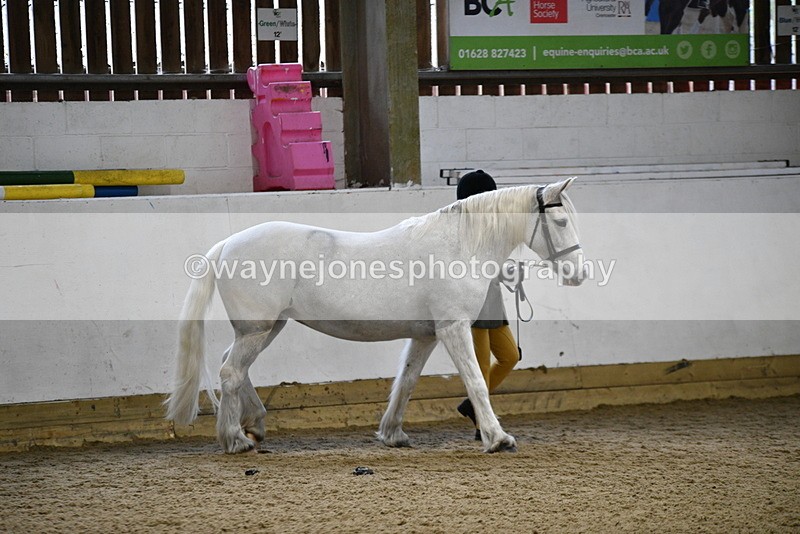 WJ5_4600 - Class 3 Part Bred In hand