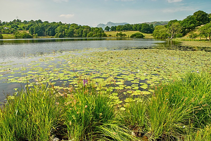 Loughrigg Tarn - Lake District Landscapes