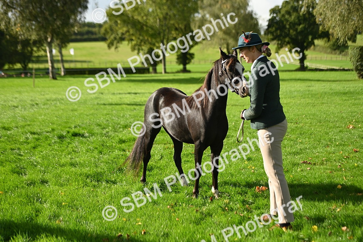 SBM_15927 - S1 - TSR in Hand Horse & Pony Showing