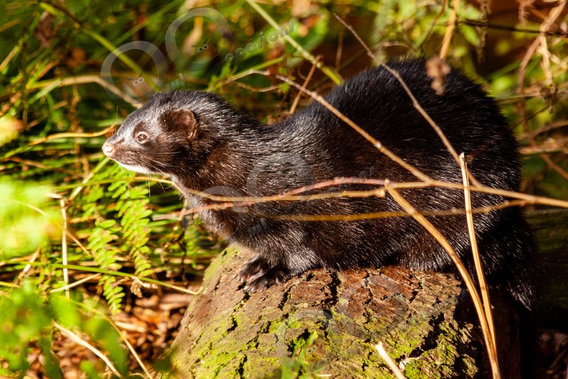 American mink Mustela vison-4144 - UK Wildlife