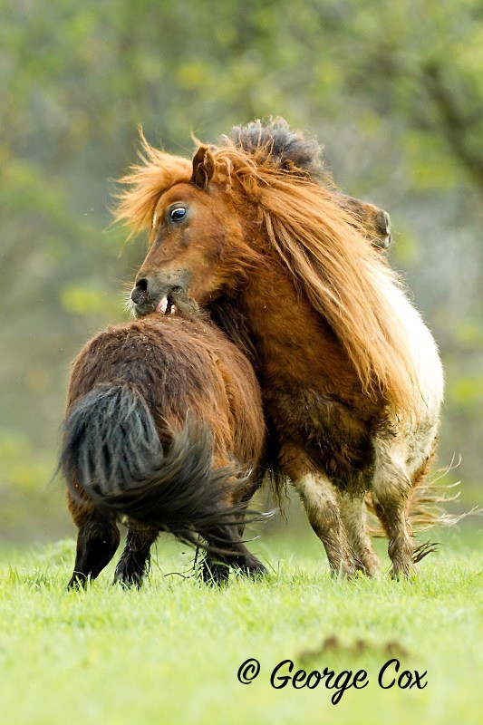 Wild Horses - Mammals