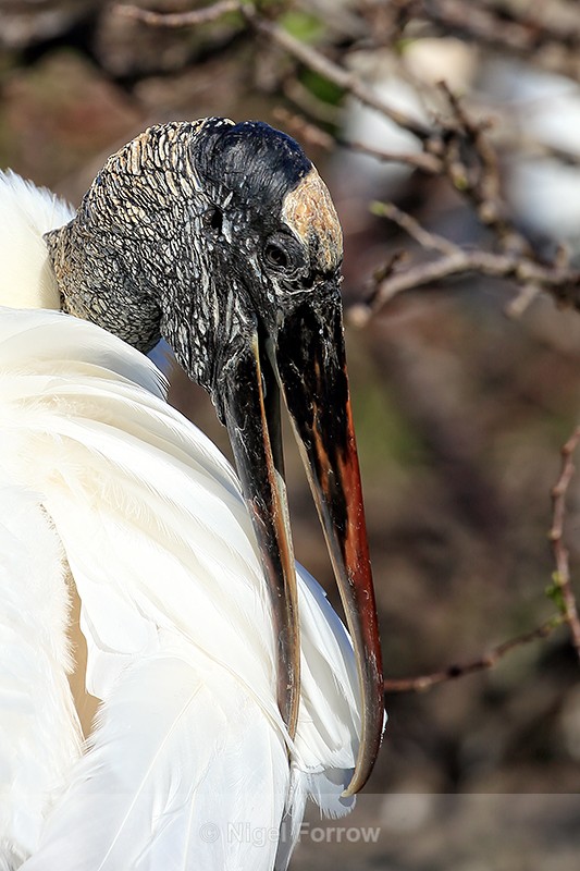 Close view of Wood Stork, Wakodahatchee Wetlands, Florida - Wood Stork