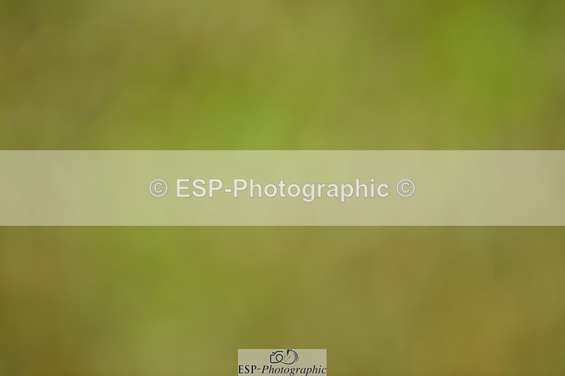 240523B-124138-02220 - 5 Year Old