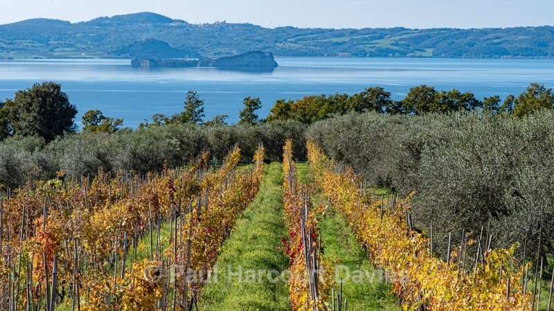 Grape vines growing  nr Lake Bolsena - Autumn Colours 2020