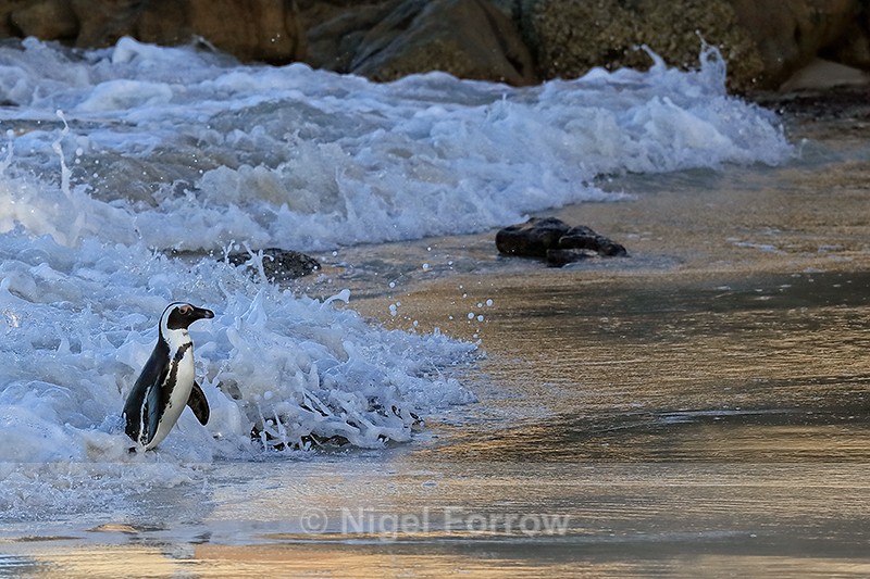African Penguin (adult) in surf, Foxy Beach, South Africa - African Penguin