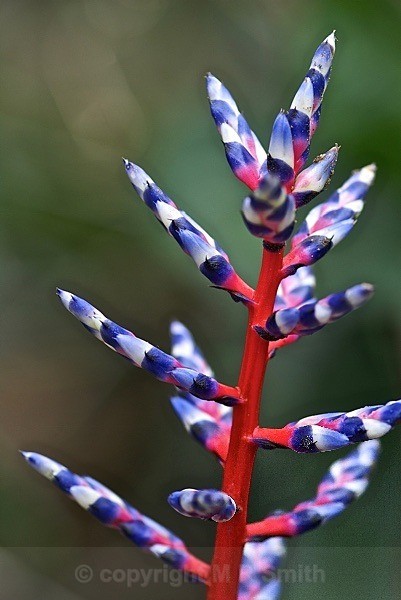 Orchid at Kew - MACRO & CLOSE UPS 2