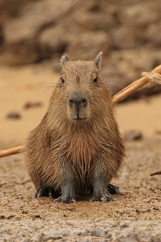 Capybara front view, Pantanal, Brazil - Capybara