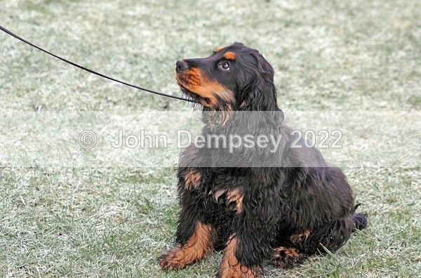 Smudge Is Learning - Walking the Dog